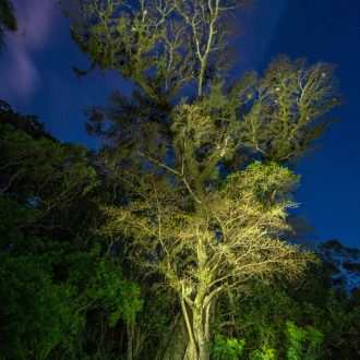 Figueira-da-folha-miúda – Ficus cestrifolia – nas margens da Lagoa do Peri. Esta árvore teve suas raízes parcialmente queimadas por fogo.