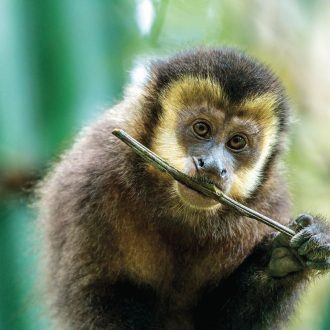 Macaco-prego – Sapajus nigritus – na trilha da Costa da Lagoa da Conceição. Refúgio de Vida Silvestre Meiempibe.
